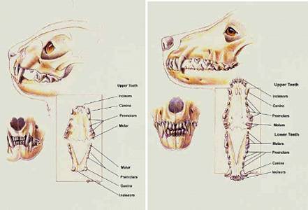 Как у кошек происходит смена зубов