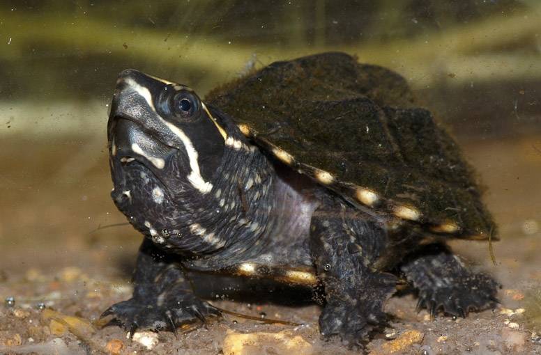 Мускусная черепаха. образ жизни и среда обитания мускусной черепахи