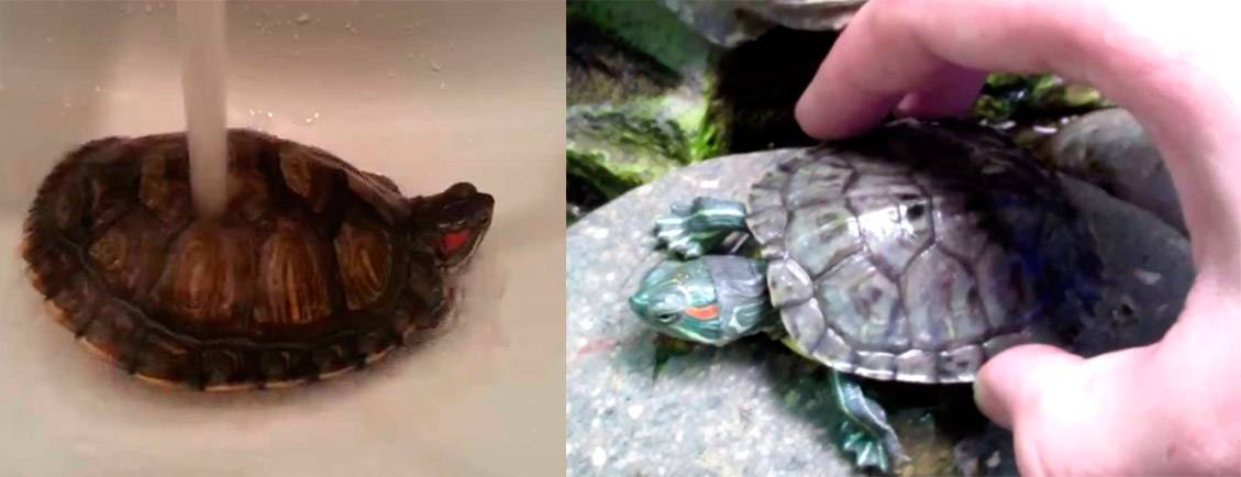 Как правильно купать и мыть красноухих черепах