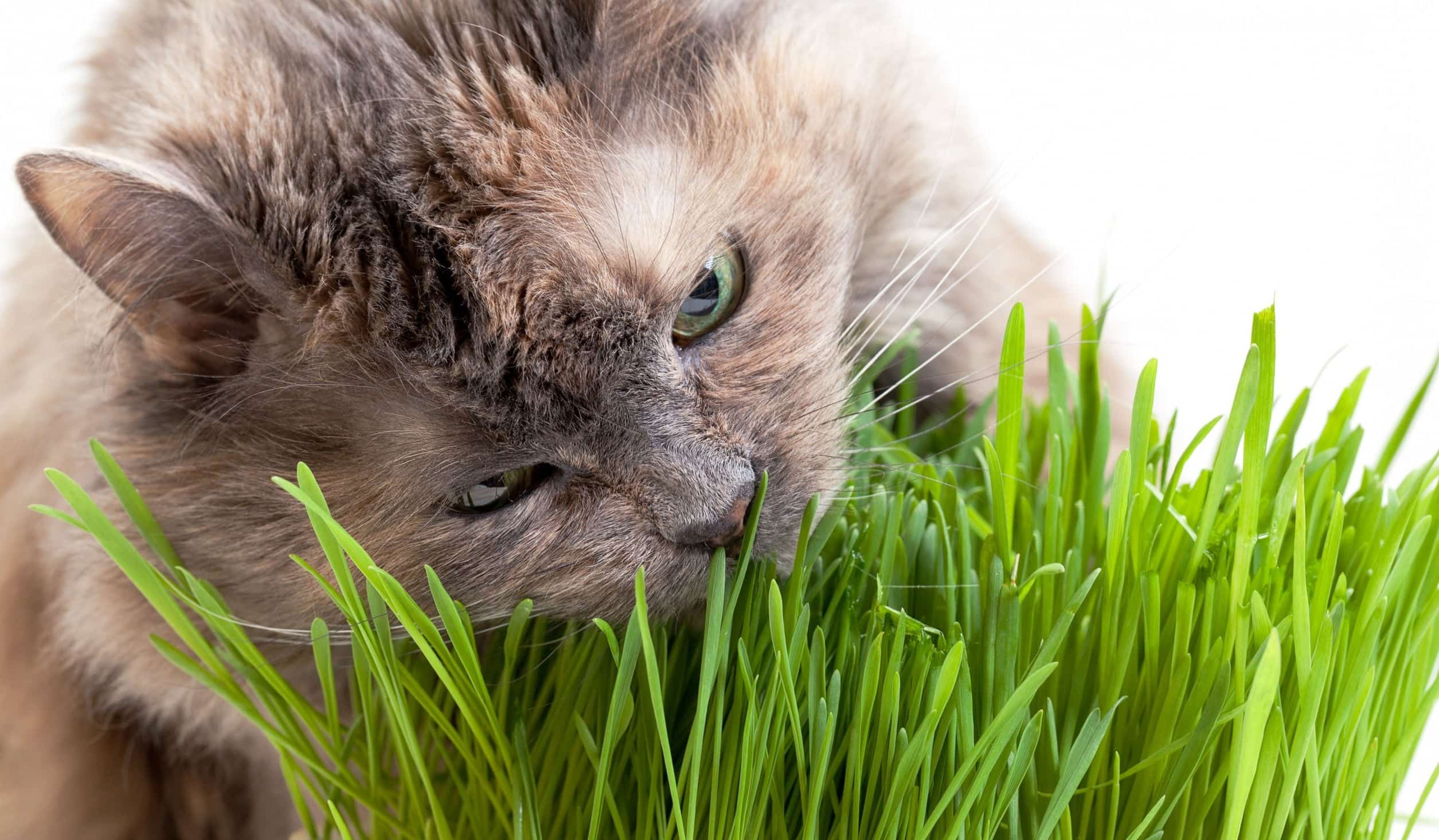 Зачем кошки едят траву и как её вырастить