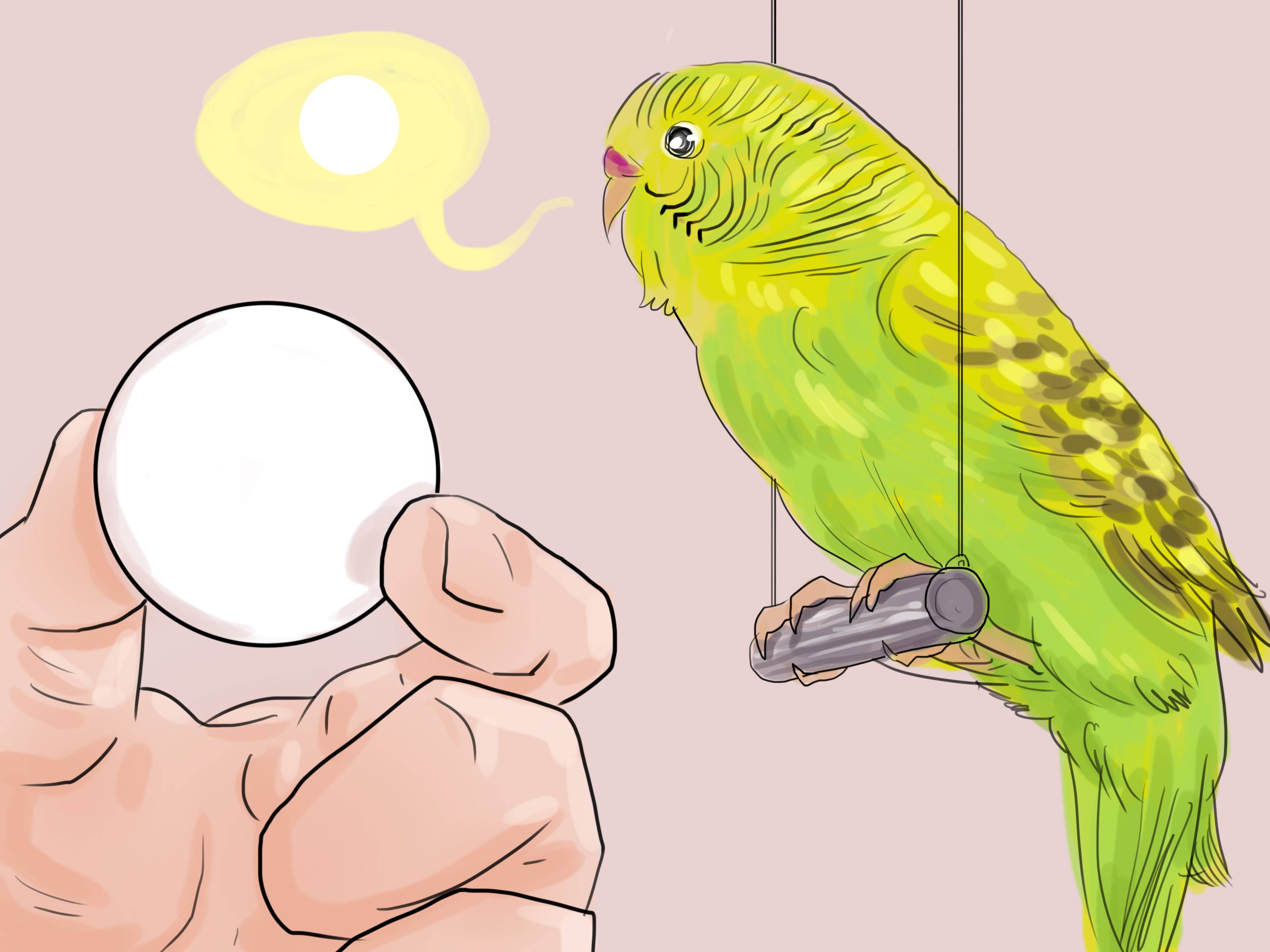 Как научить волнистого попугая говорить | обучение разговору волнистого попугайчика
