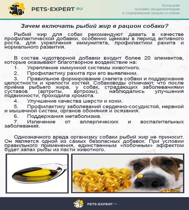 Можно ли давать собаке кости: говяжьи, куриные, свиные? | блог на vetspravka.ru