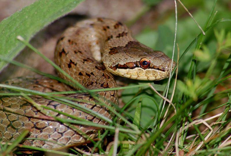 Медянка: как выглядит змея, где встречается, опасна ли