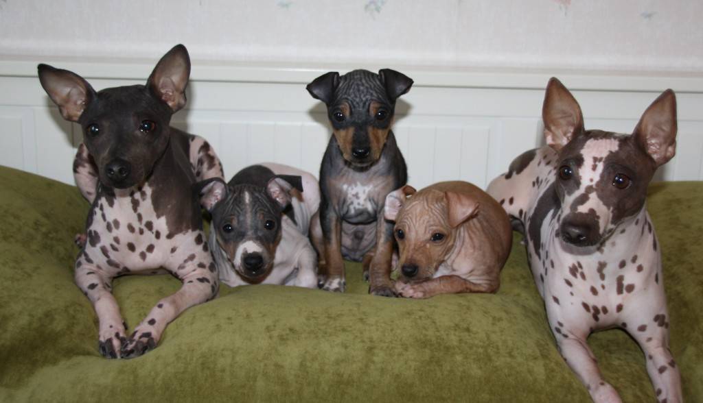 Английские породы собак с фото и названиями - enjoyenglish-blog