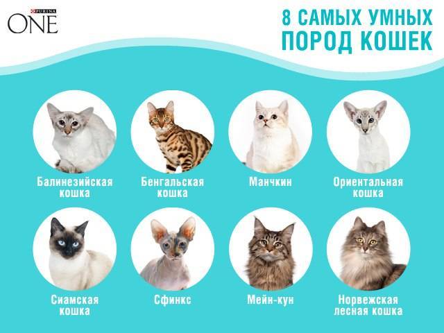10 самых умных пород кошек - рейтинг 2019