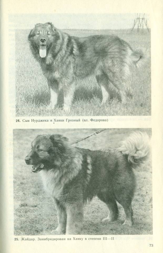 Московская сторожевая собака: описание с фото, щенки, развернутая характеристика породы, нюансы дрессировки, кормления и воспитания, а также красивые картинки