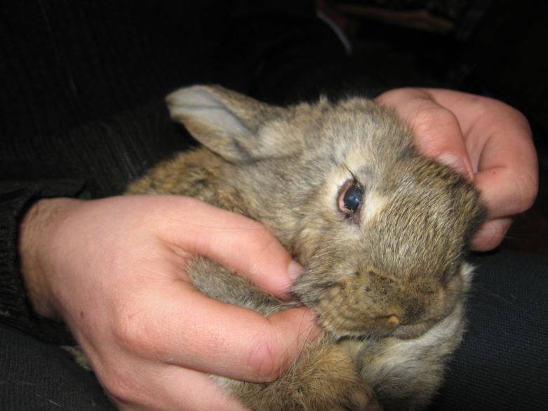 Болезни декоративных кроликов и их лечение