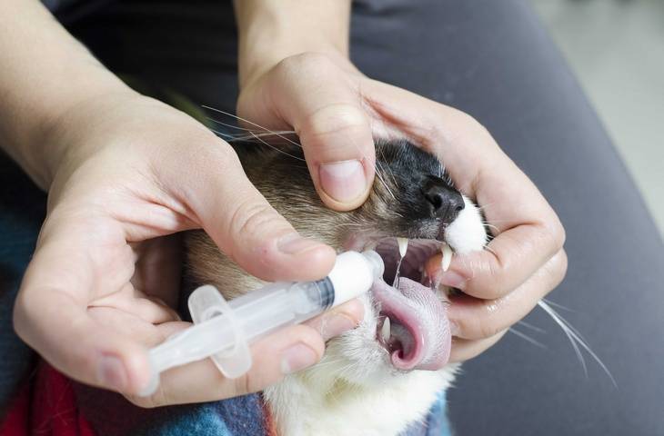 Как кошке дать таблетку: инструменты, в том числе таблеткодаватель, способы, видео с советами, как давать коту лекарство