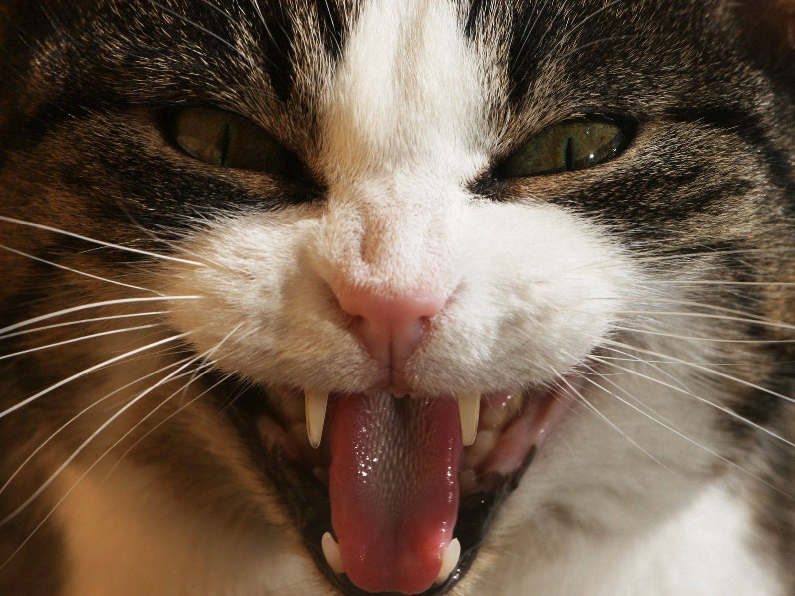 Пена изо рта у кошки: причины, первая помощь