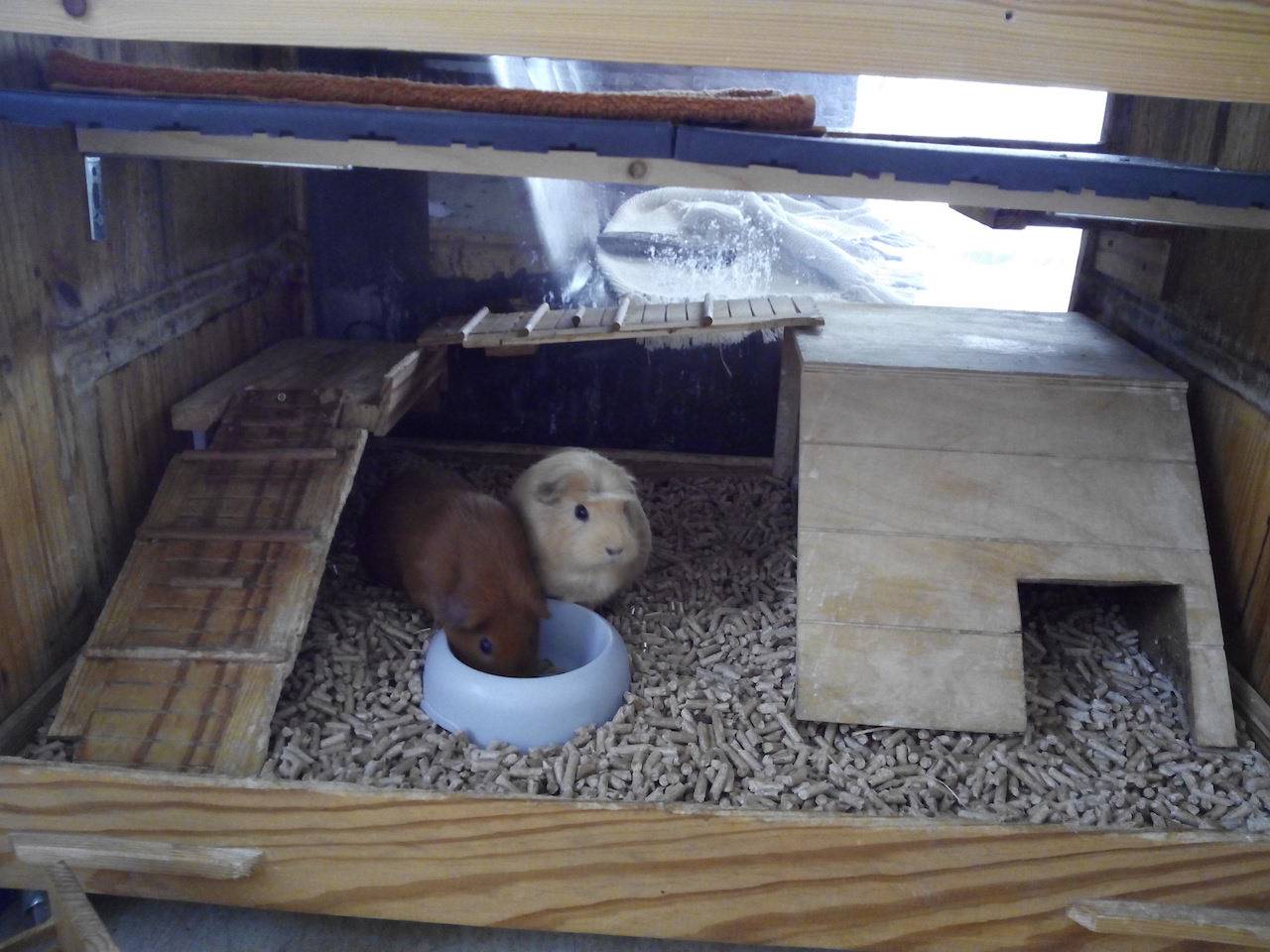 Домик для морской свинки своими руками (18 фото): как сделать мягкий дом по чертежам? особенности самодельных домиков