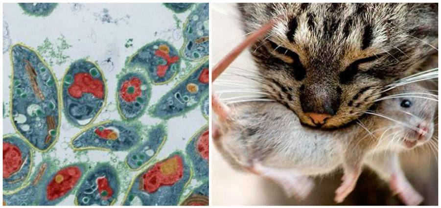 Хламидиоз у кошек - симптомы и лечение