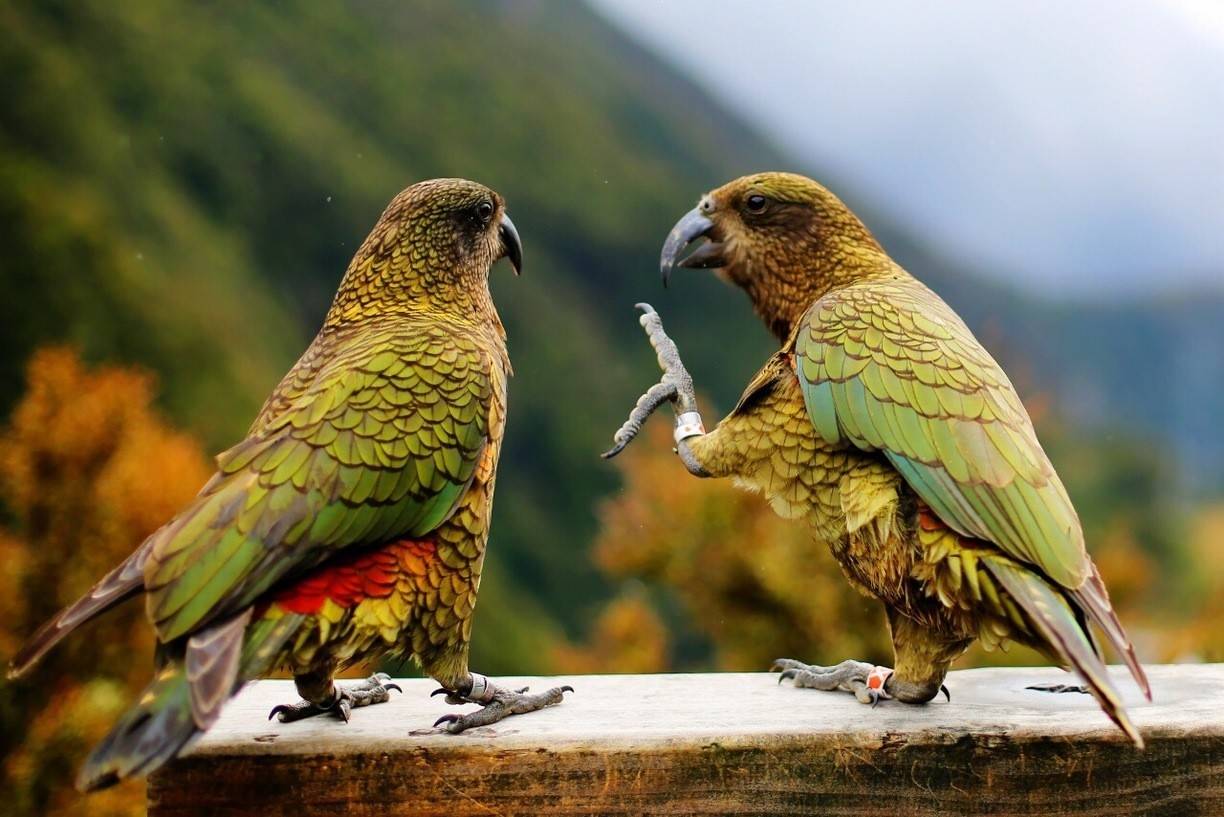 Попугай хищник. Новозеландский попугай Кеа. Хищный попугай Кеа. Горный попугай Кеа.