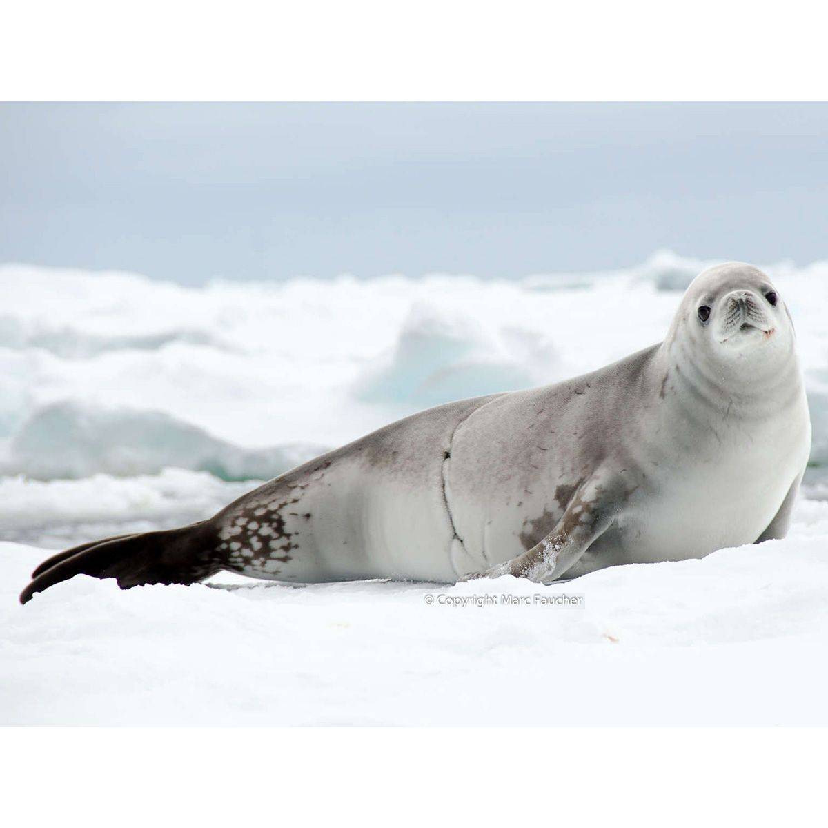 Животный мир антарктики — список, виды, характеристика и фото фауны континента