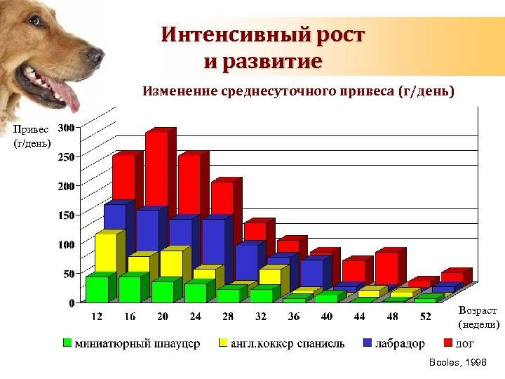 Сколько живут собаки: продолжительность жизни разных пород