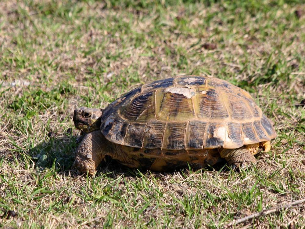 Среднеазиатская черепаха включена в красную книгу узбекистана