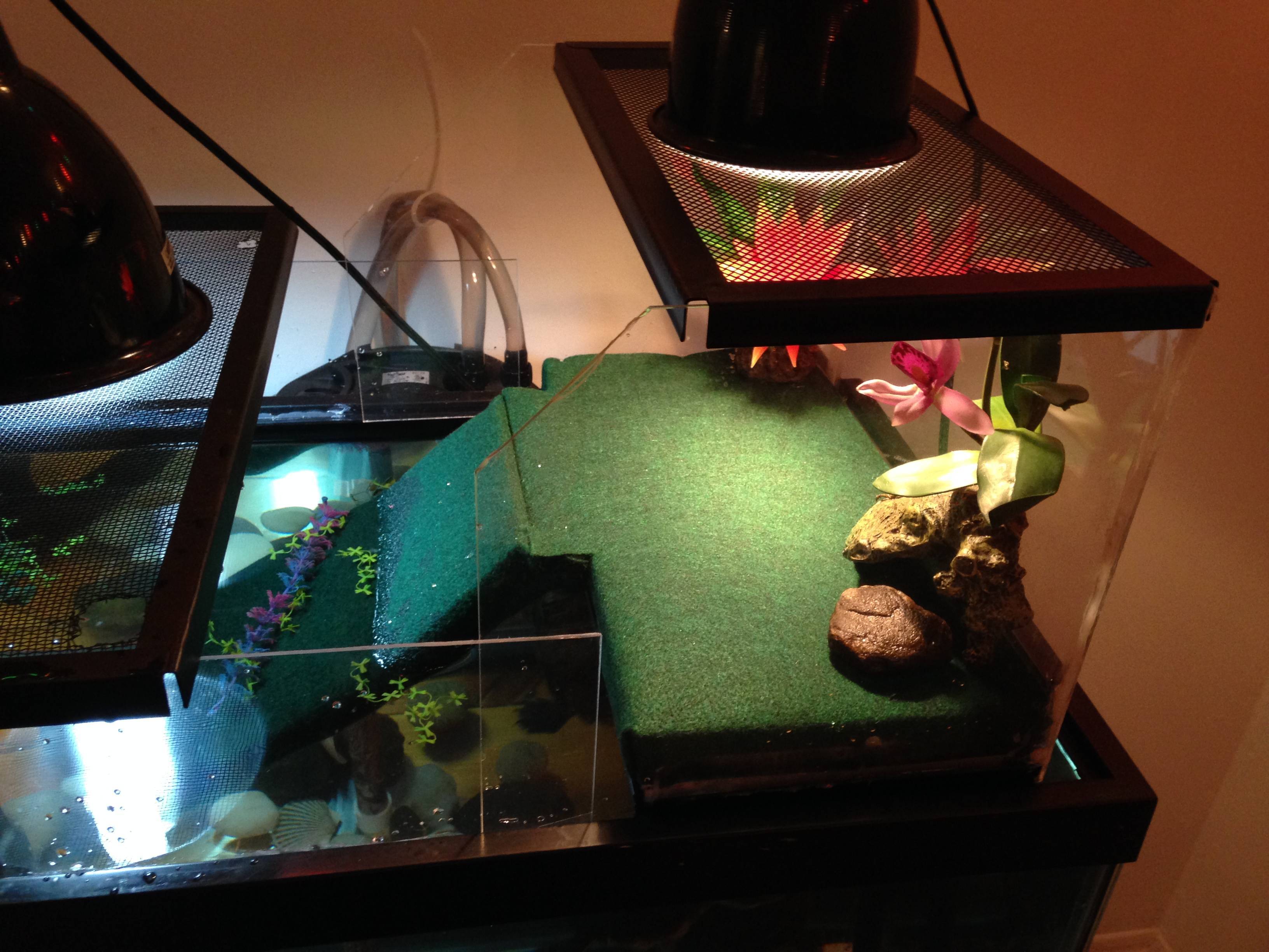 Как правильно оборудовать акватеррариум для красноухой черепахи | блог ветклиники "беланта"