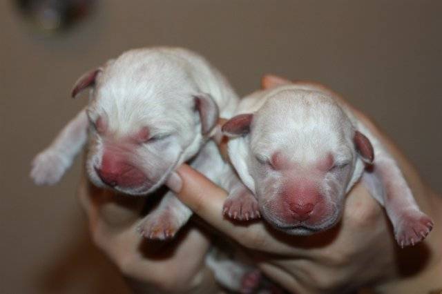Когда щенки открывают глаза после рождения?