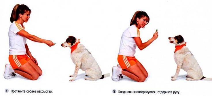 Как правильно дрессировать собаку самому