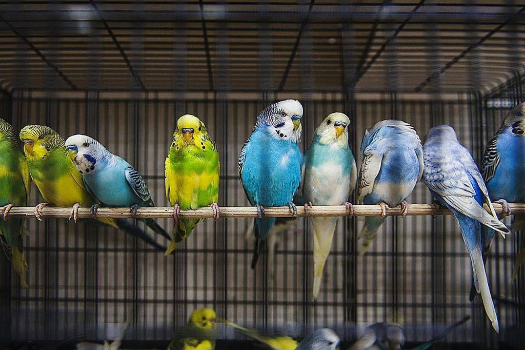 Маленькие домашние птички: фото и названия. какую птичку лучше завести в квартире