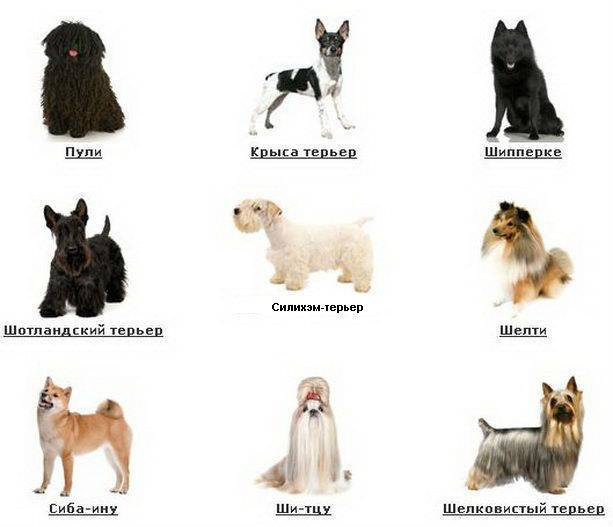 Маленькие породы собак: список представителей с фото