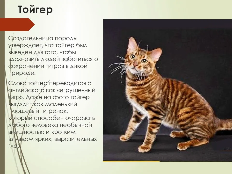 Редкие породы кошек, названия, фото и информация о них