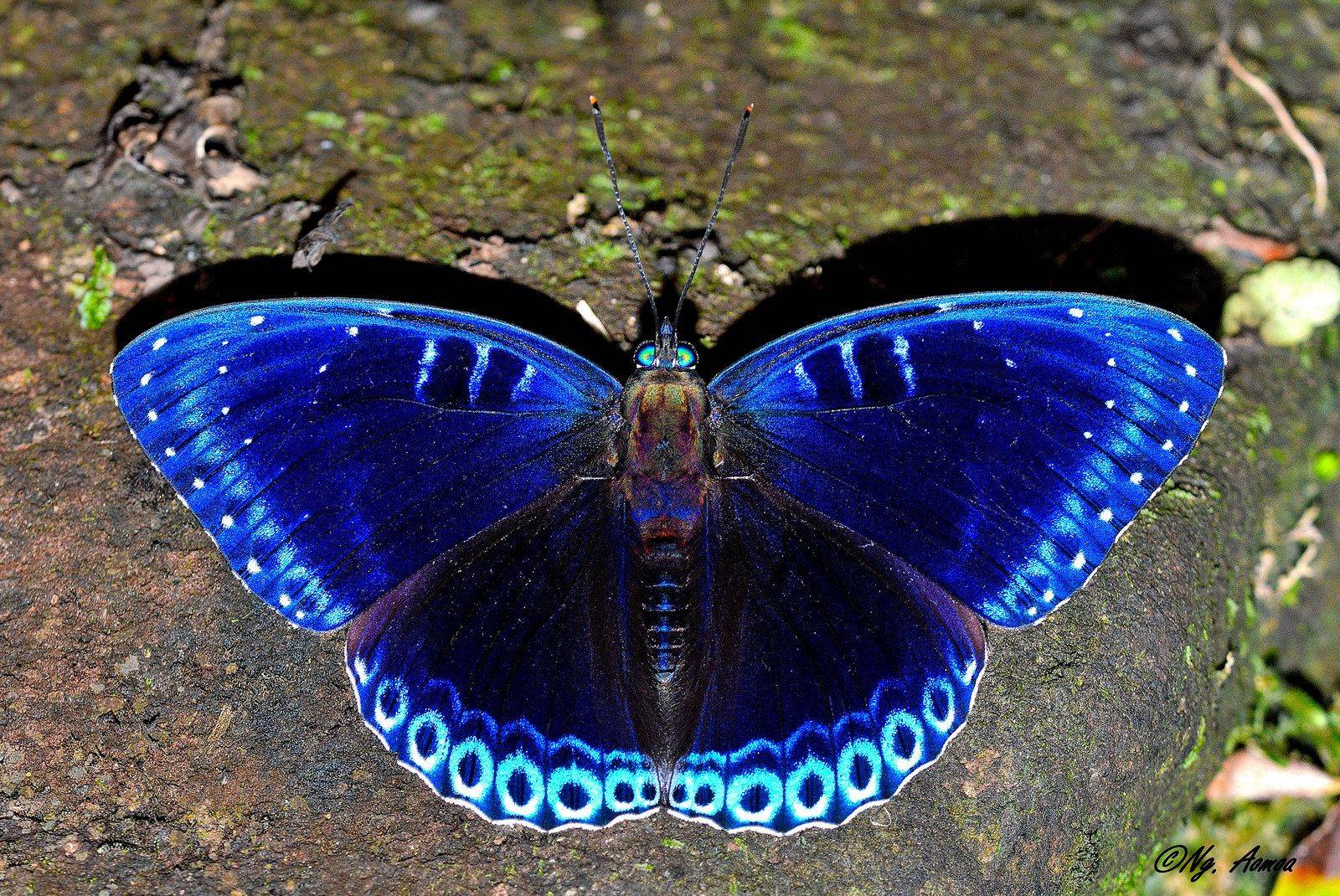 Самые красивые бабочки планеты
