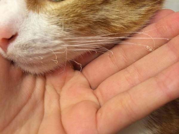 Сколько у кошек рядов усов и почему они выпадают, что делать: причины выпадения вибрисс у котов