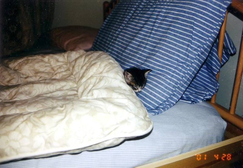 Почему кошка начала писать на одеяло на кровати и что делать владельцу