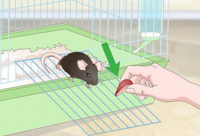 Как просто приручить домашнюю декоративную крысу к рукам