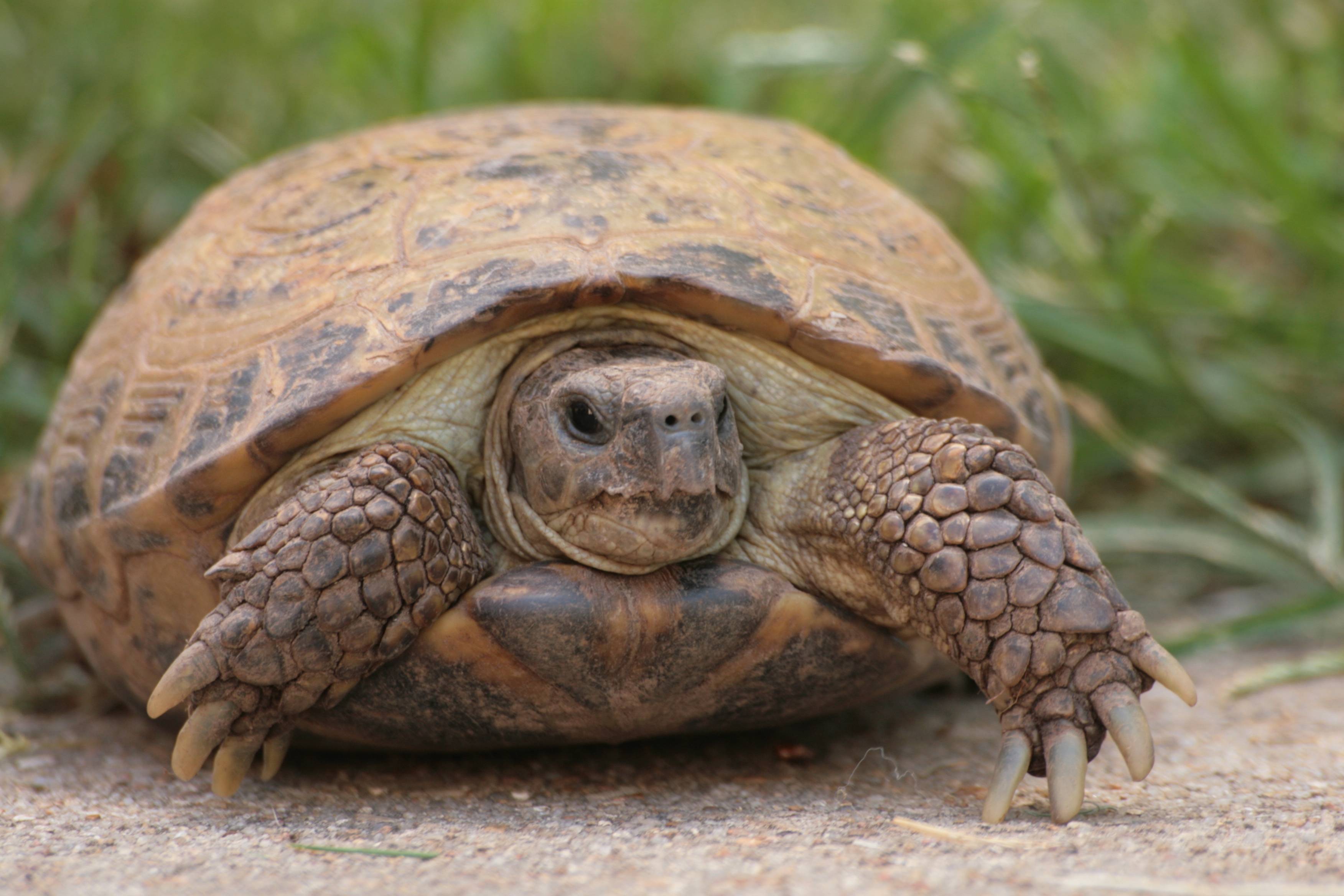 Среднеазиатская черепаха содержание в домашних условиях