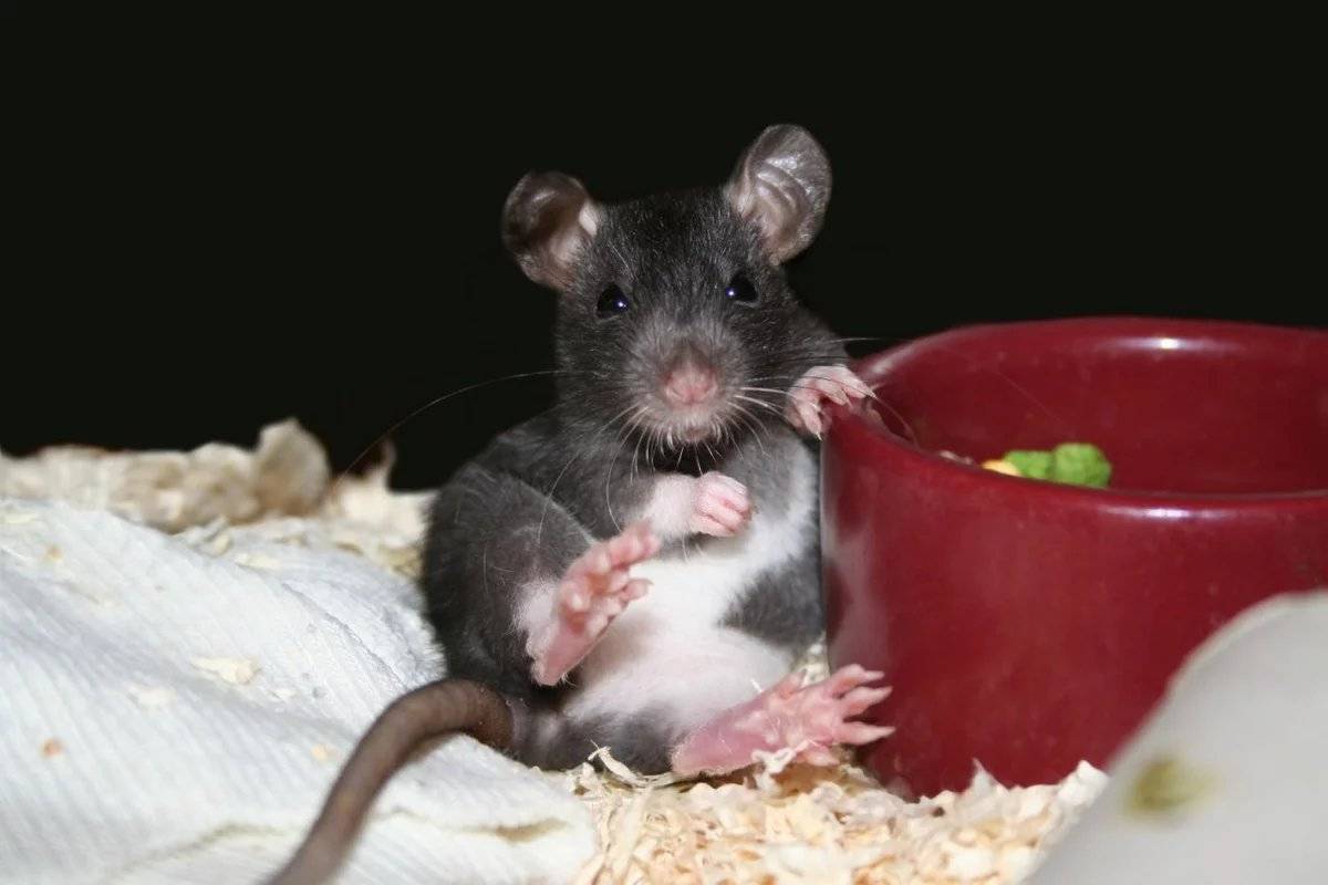 Кормление декоративных мышей | мыши | ptichka.net - домашние питомцы