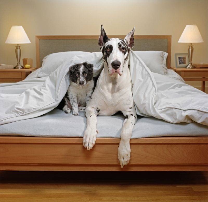 Все породы собак для квартиры: большой обзор (+ фото) | ваши питомцы