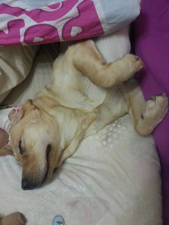 Щенок не спит ночью. что делать? | dogkind.ru