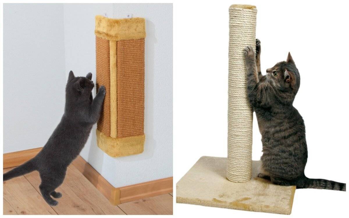 Как отучить кошку драть мебель и обои