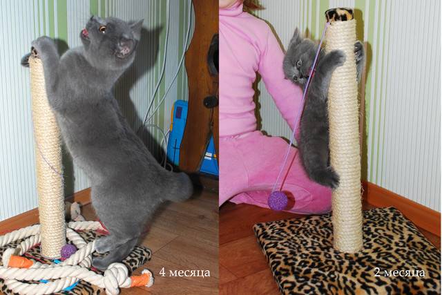 Когтеточка для кота — фото инструкция по выбору и изготовлению когтеточки своими руками в домашних условиях