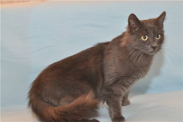 ᐉ йоркская шоколадная кошка - описание пород котов - ➡ motildazoo.ru