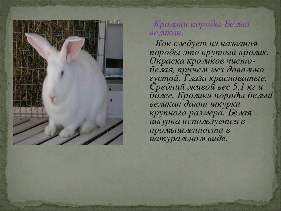 ᐉ кролик белый паннон: описание породы и характеристика - zooon.ru