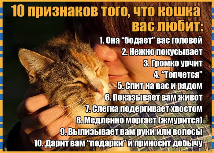 Если кошки чувствуют человека, значит, любят – мистика ли это; как кошки и коты проявляют свою любовь к хозяину: признаки любви кошки к человеку; каких людей кот любит больше