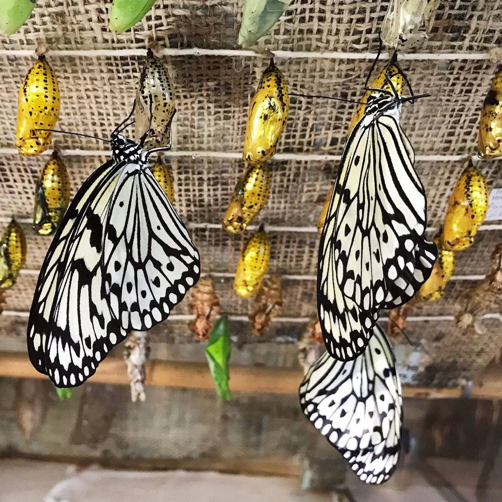 Что такое бабочкарий и как сделать его самостоятельно