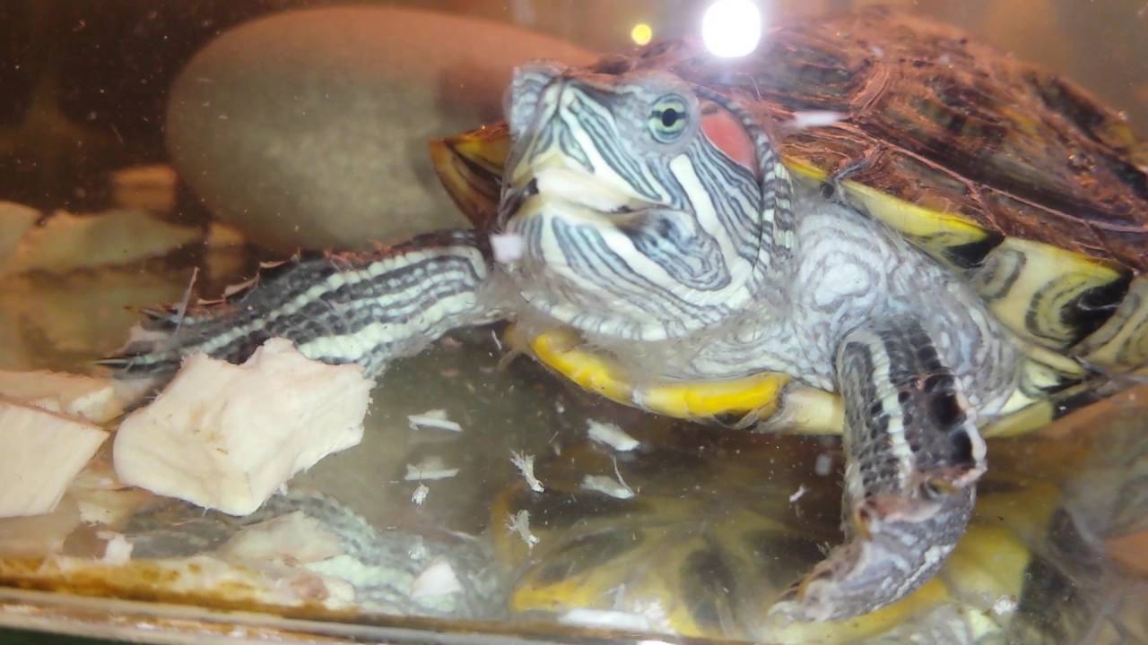 ᐉ почему красноухая черепаха не растет, что делать? - zoopalitra-spb.ru