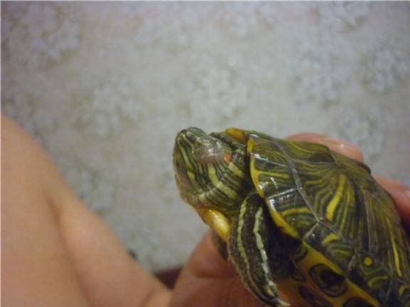 Красноухая черепаха не ест вялая и спит: почему такое бывает и что делать?
