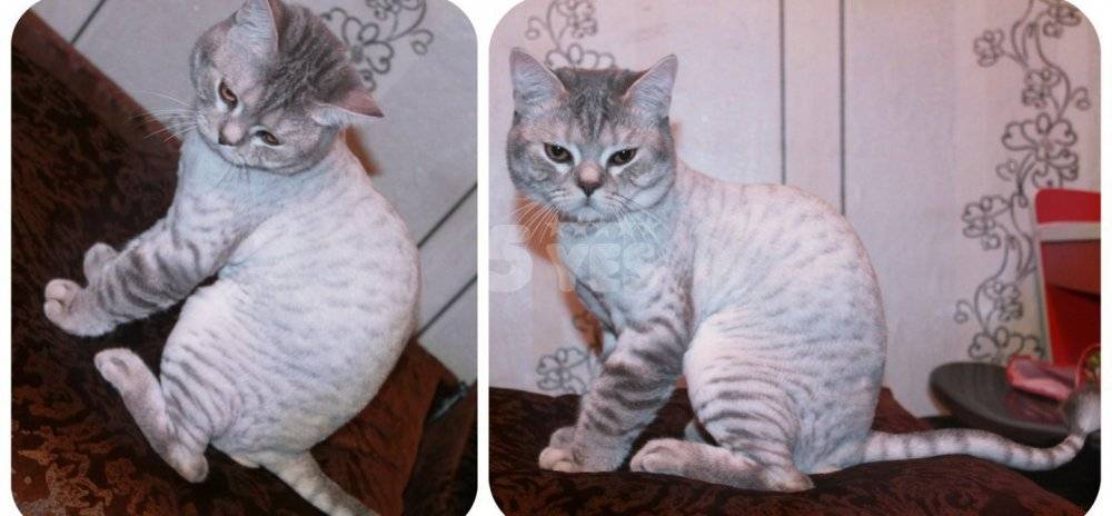 Груминг британских кошек: ряд особенностей стрижки обусловленных признаками породы