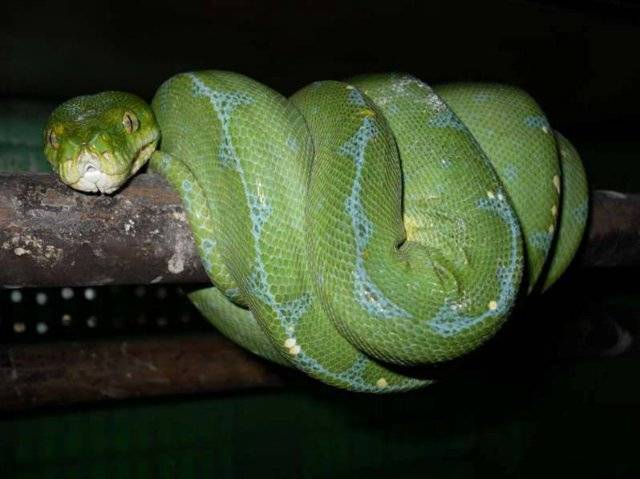 Зеленая змея: 105 фото и видео среды обитания и образа жизни