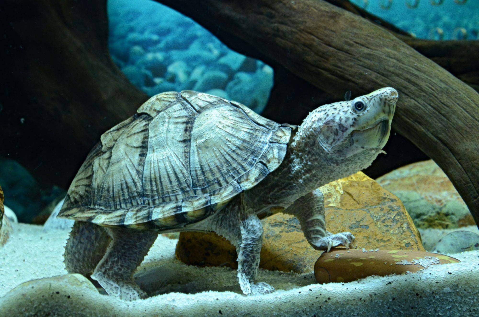 Мускусная черепаха:описание, содержание в домашних условиях, фото