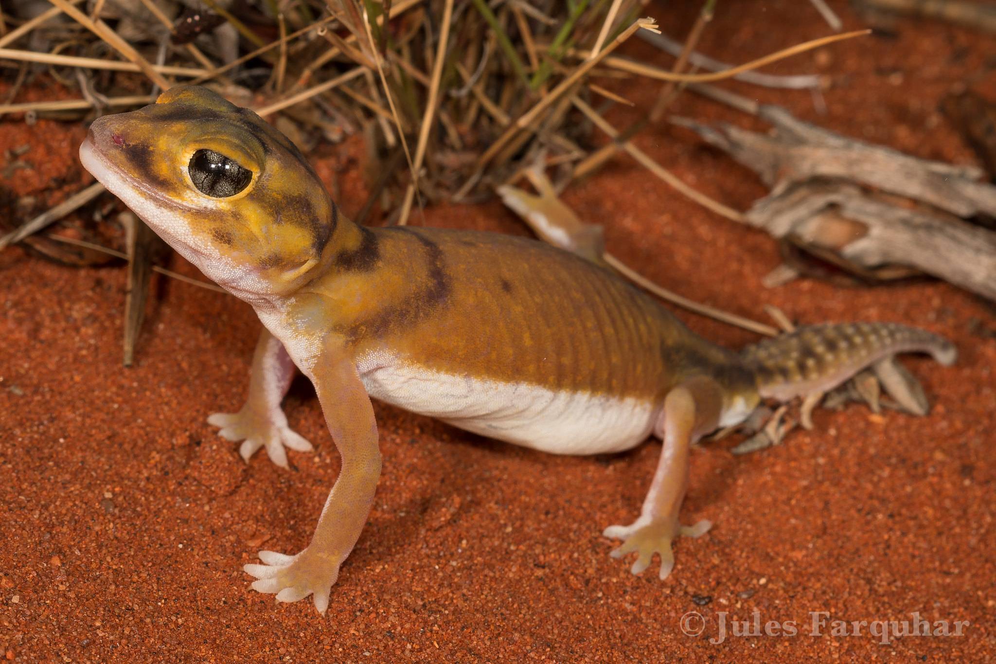 Листохвостый геккон: ареал обитания, размножение, особенности вида и описание с фото