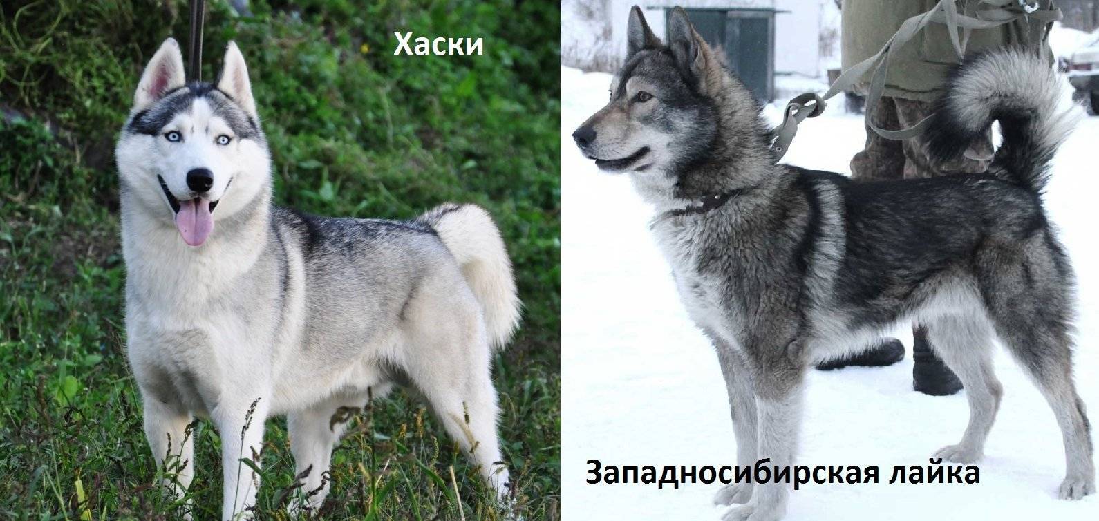 ᐉ чем отличается хаски от лайки: разница и главные отличия - kcc-zoo.ru