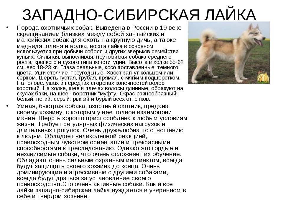 Восточно-сибирская лайка: фото, описание породы, характер и отзывы охотников