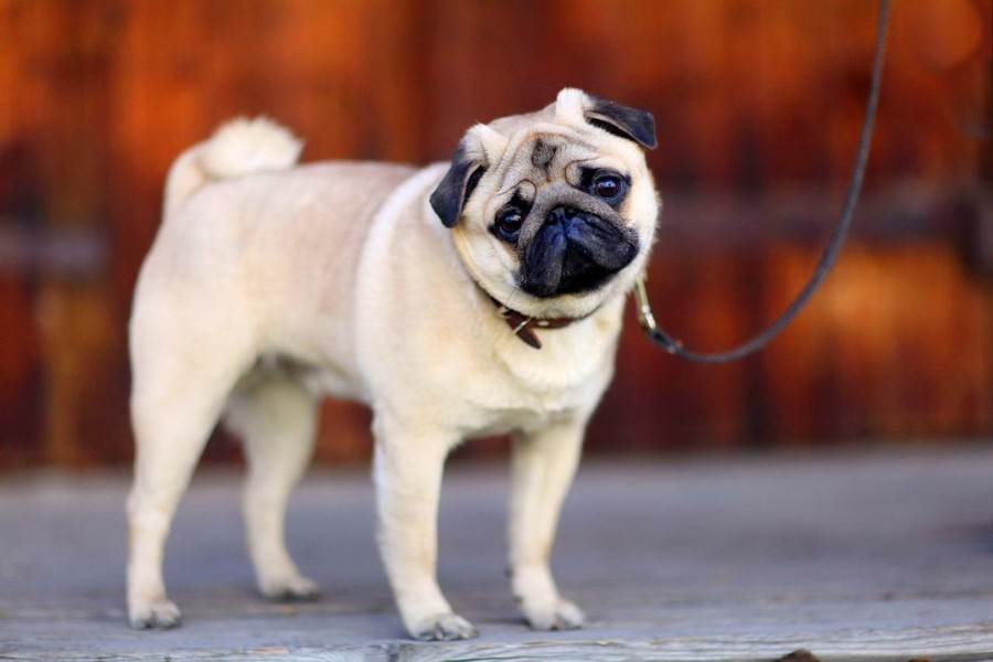 Маленький мини мопс: карликовый американский ло ши - описание породы собаки с фото и ценой