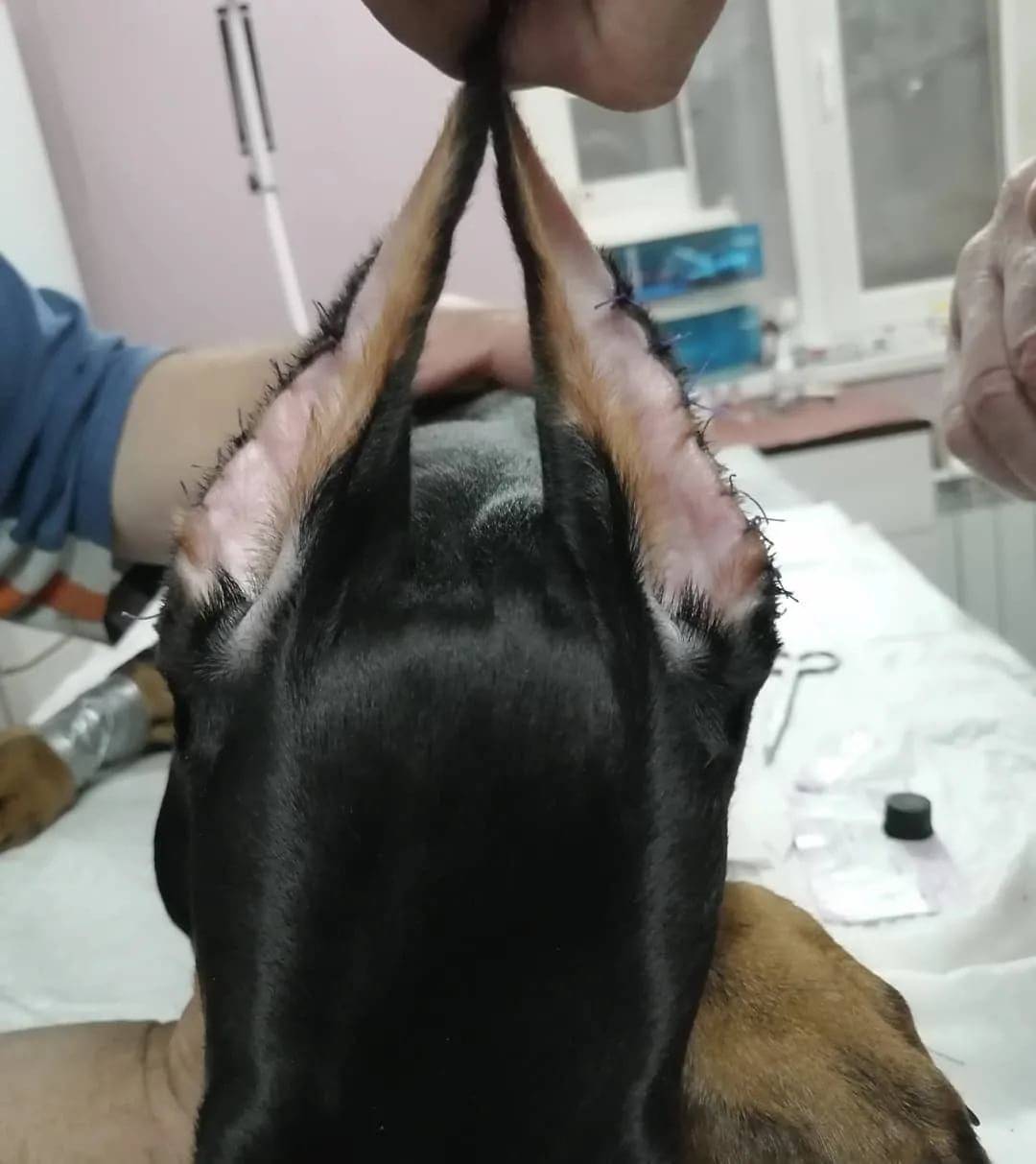 Как выглядят доберманы с некупированными ушами и хвостом и нужна ли операция купирования собакам данной породы