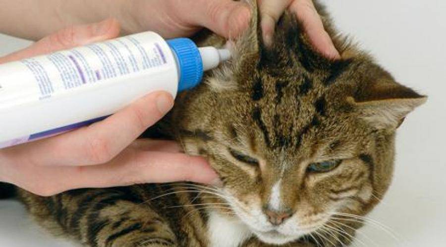 Ушной клещ (отодектоз) у кошек - фото, симптомы, лечение в домашних условиях, препараты